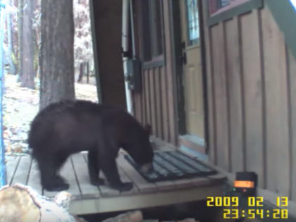 Bear Avoids Electric Doormat