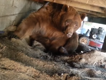 Angry Bear Under Deck