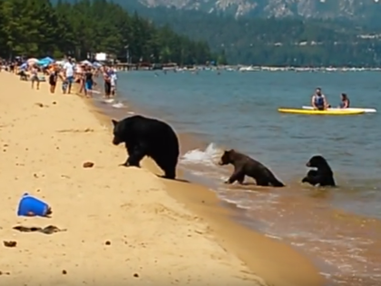 Bears Playing at the Beach