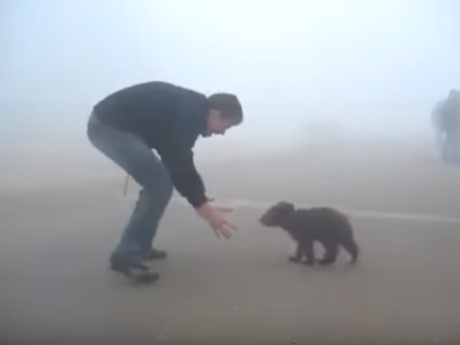 Cutest Bear Attack Ever