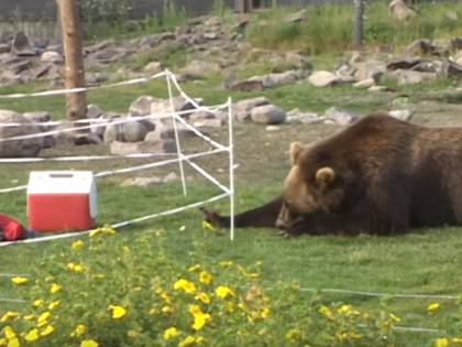 Bear Fence Testing