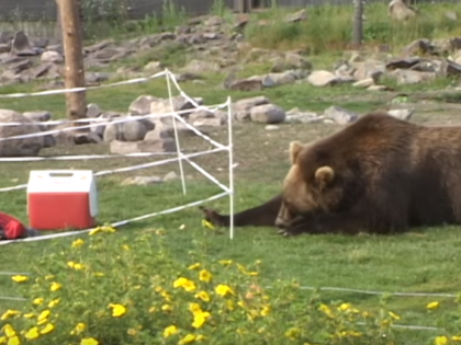 Bear Videos - Tahoe Bear Busters