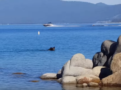 Bear Swimming in Lake Tahoe