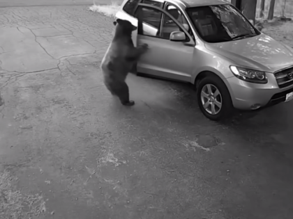 Bear Breaks Into Car