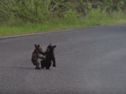 Baby Bears in Yosemite